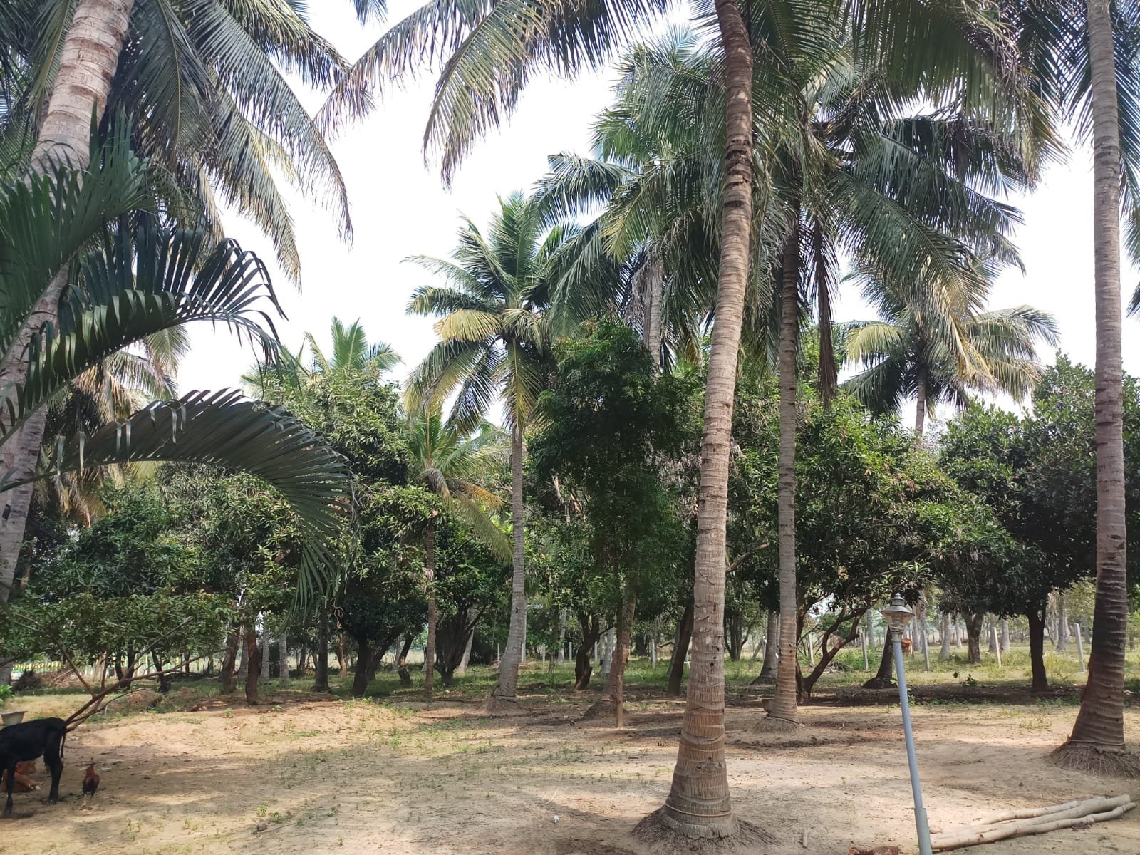 Quiet Mornings Among the Palms